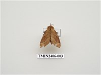 藏品(臺灣天幕枯葉蛾)的圖片